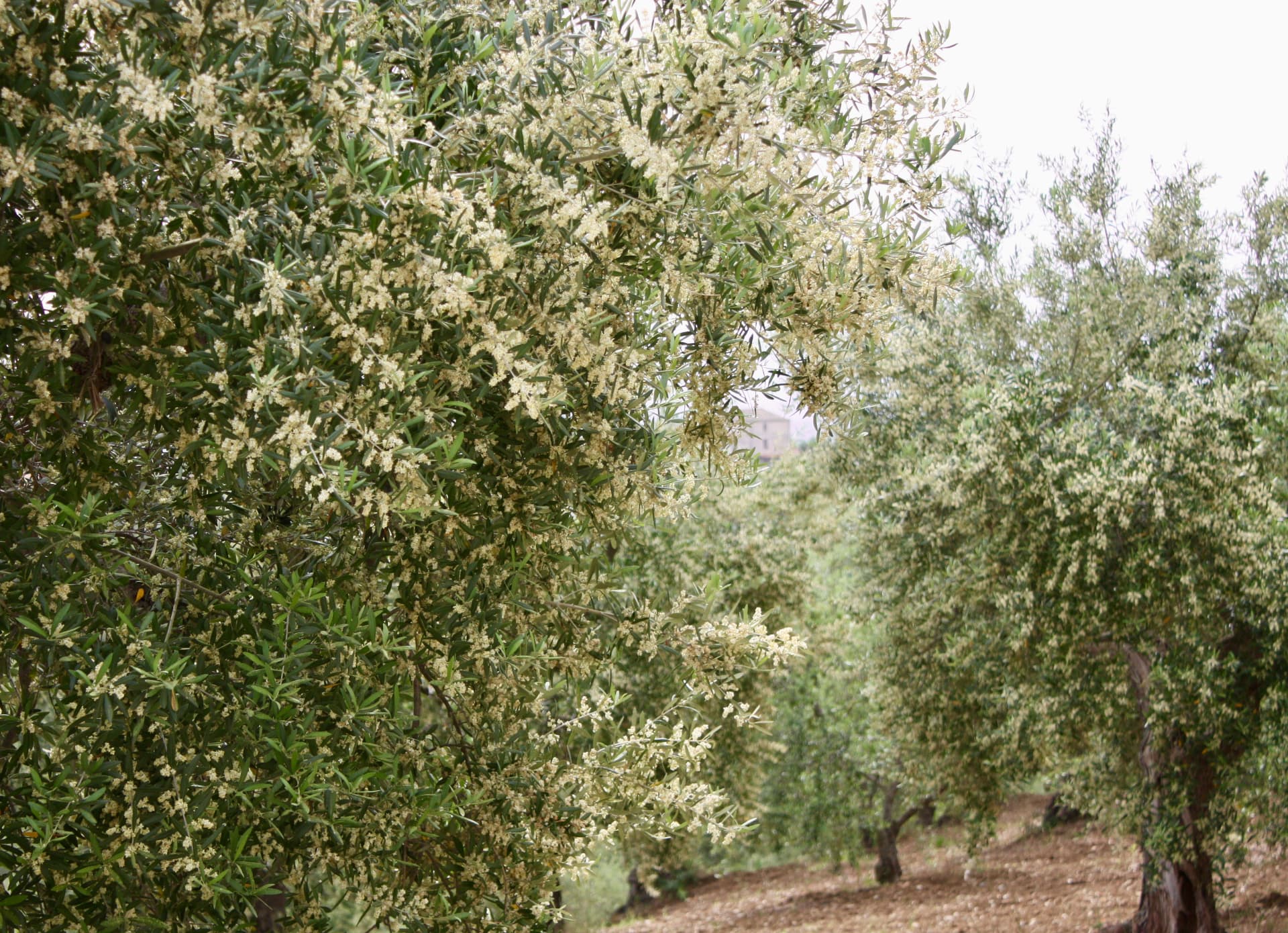 Ulivi in fiore in primavera