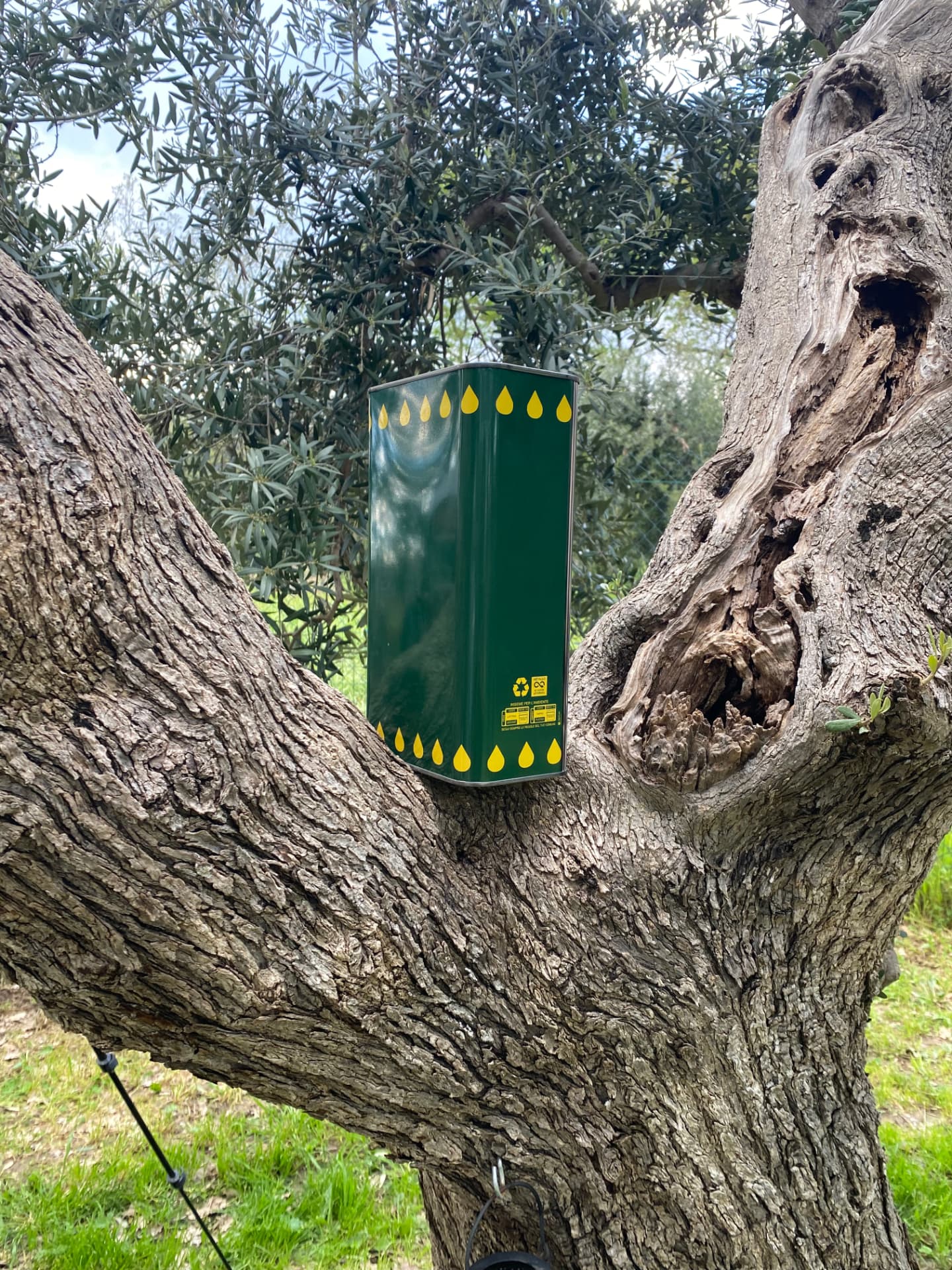 Latta di olio d’oliva nella biforcazione di un vecchio ulivo