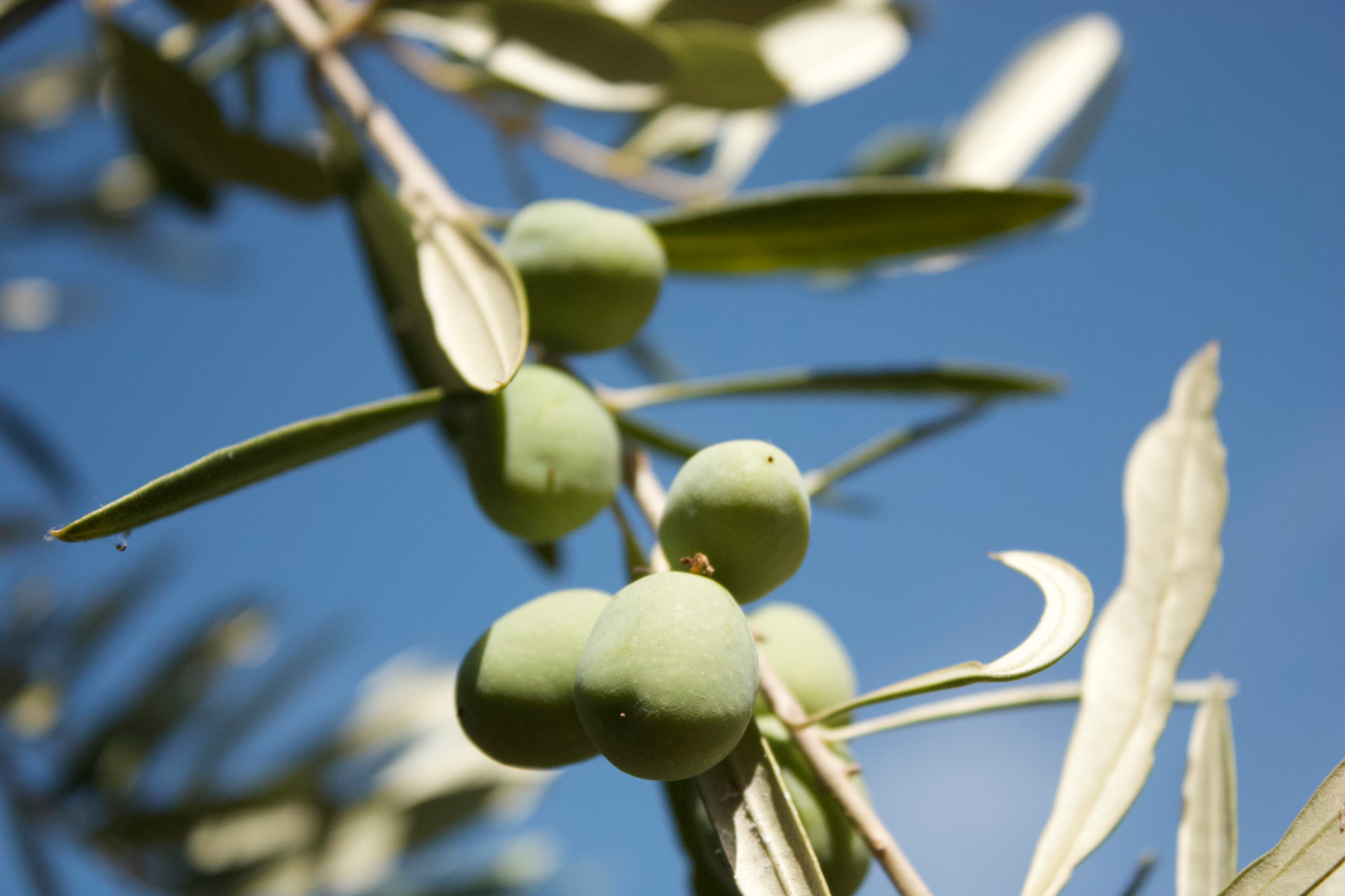 Novello: olive verdi su un ramo contro il cielo azzurro
