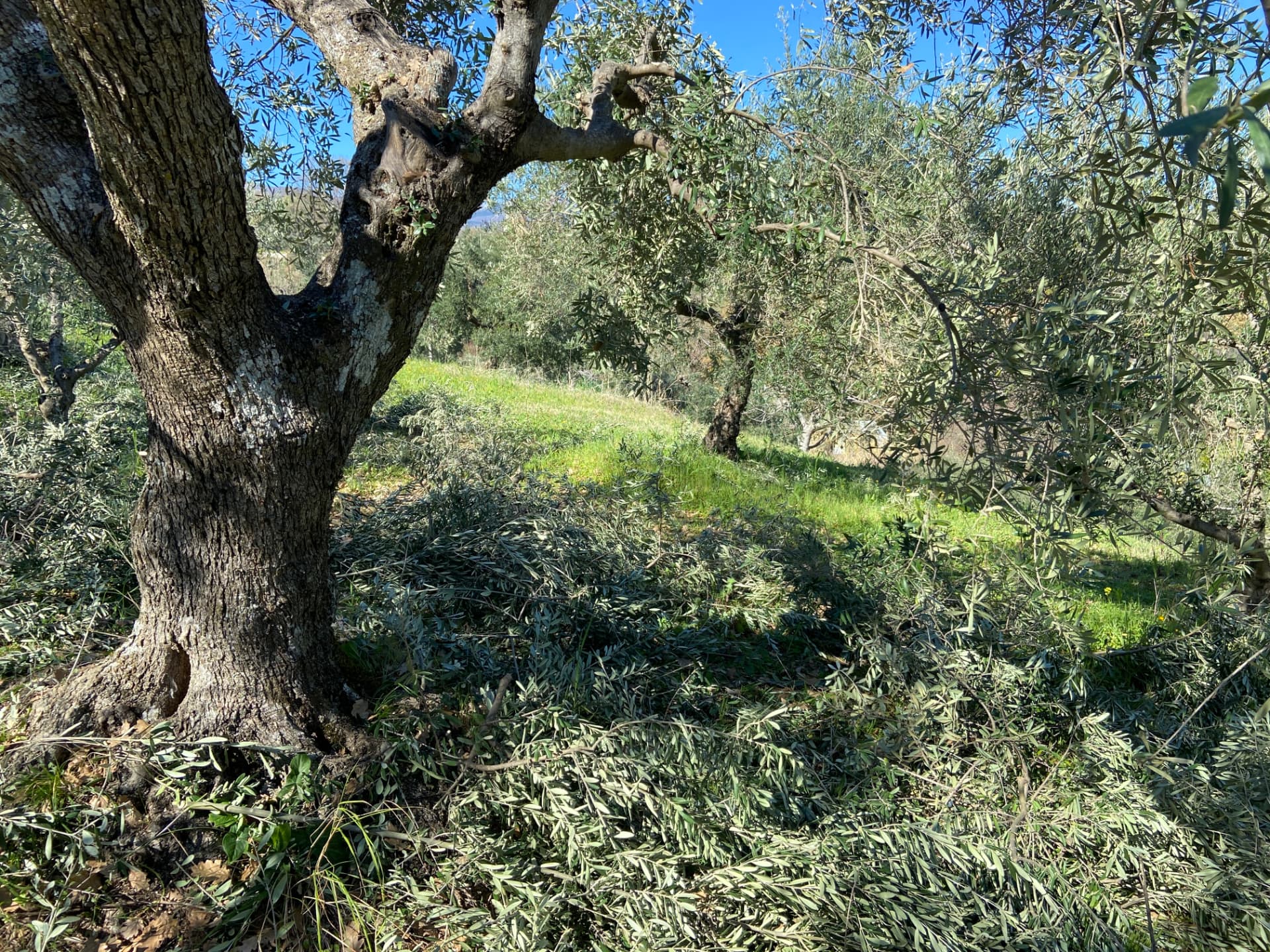 Vecchio ulivo ed erba verde nell’uliveto in inverno