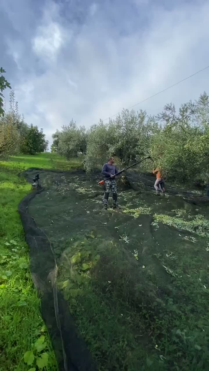 Raccolta delle olive tra gli alberi dell’uliveto