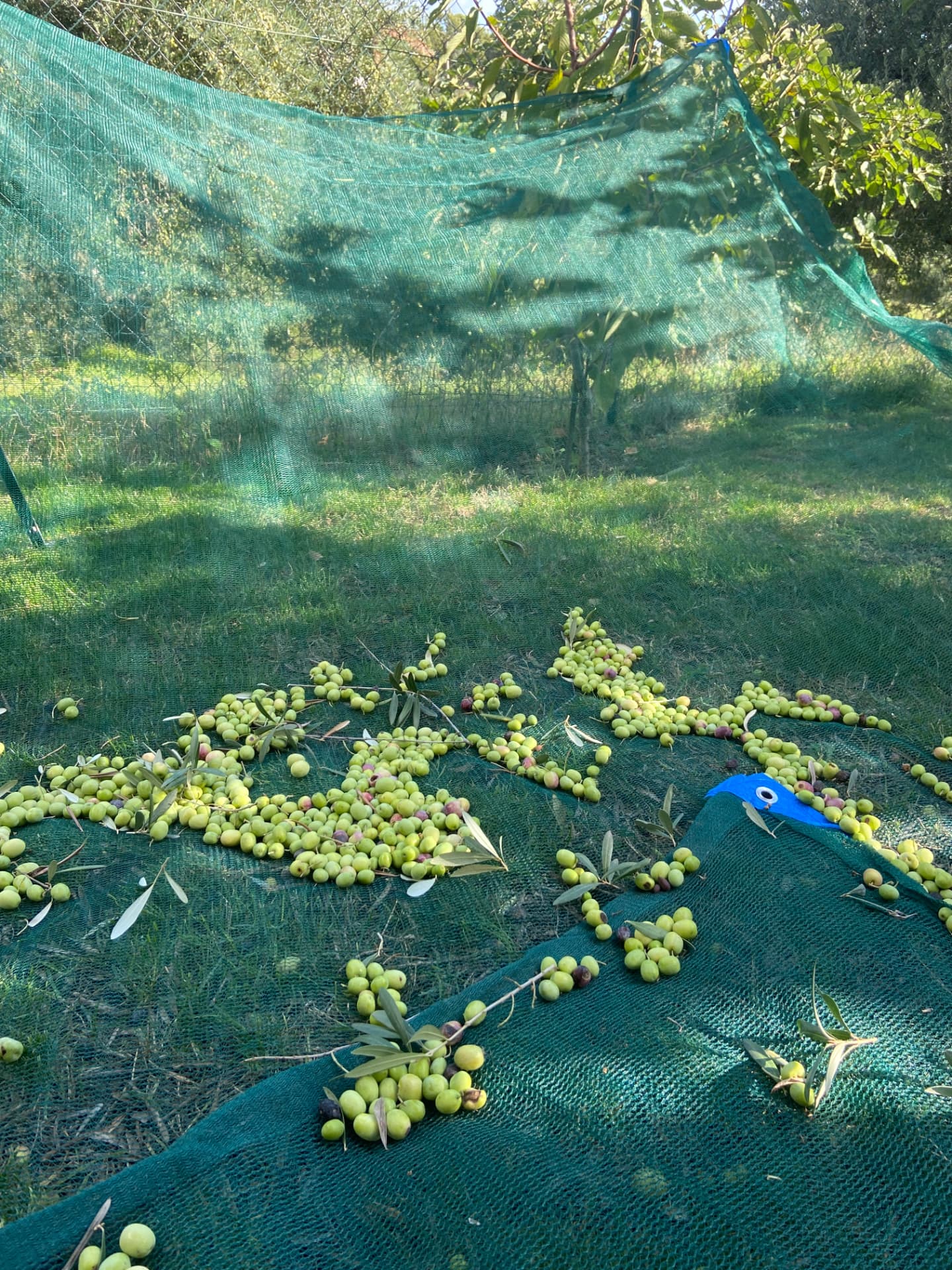 Novello: olive verdi sulla rete di raccolta
