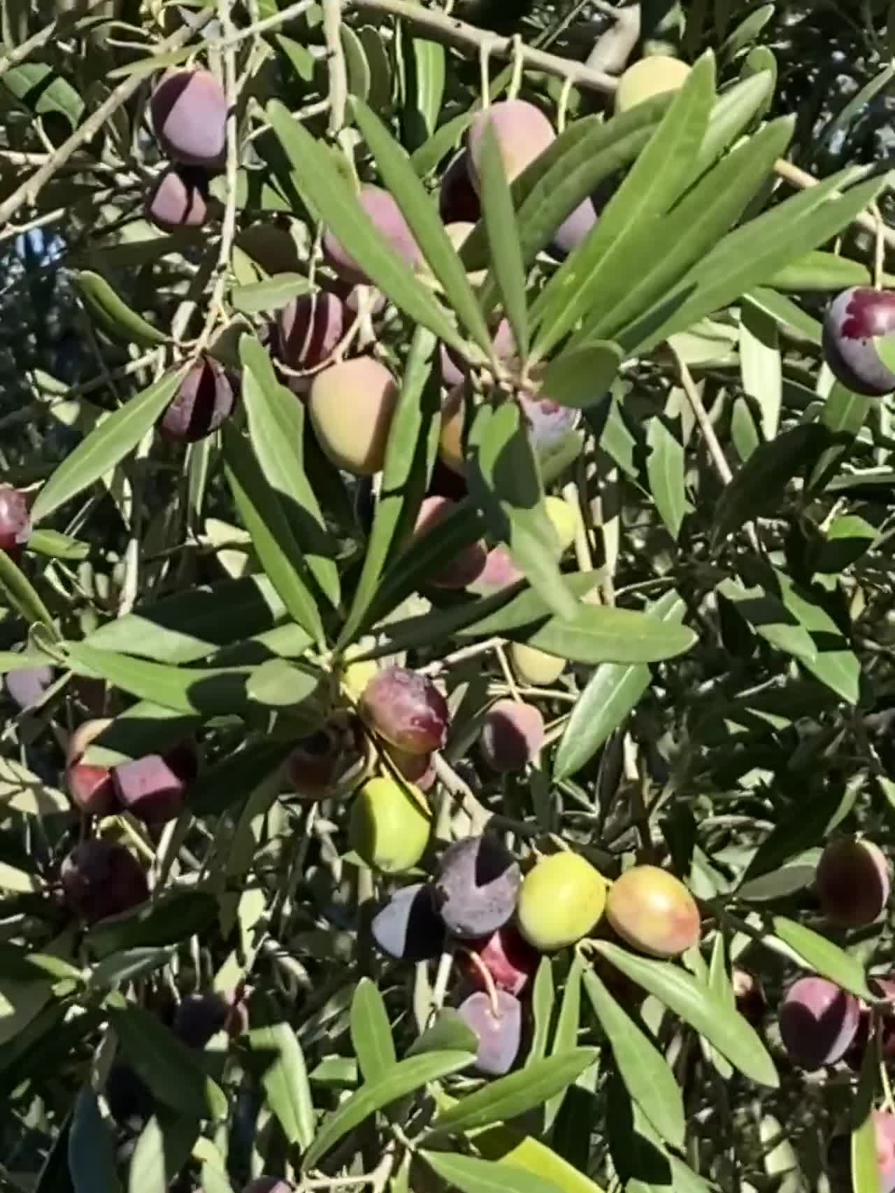 Olive verdi e viola su un ramo